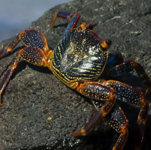 Meet your Posher, Ranjani